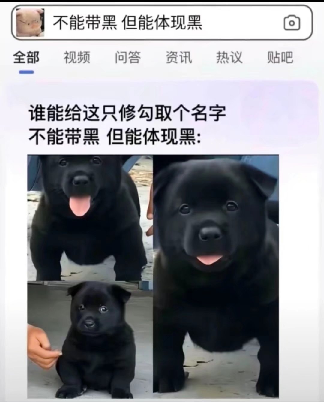 叫它“煤球”吧_图1