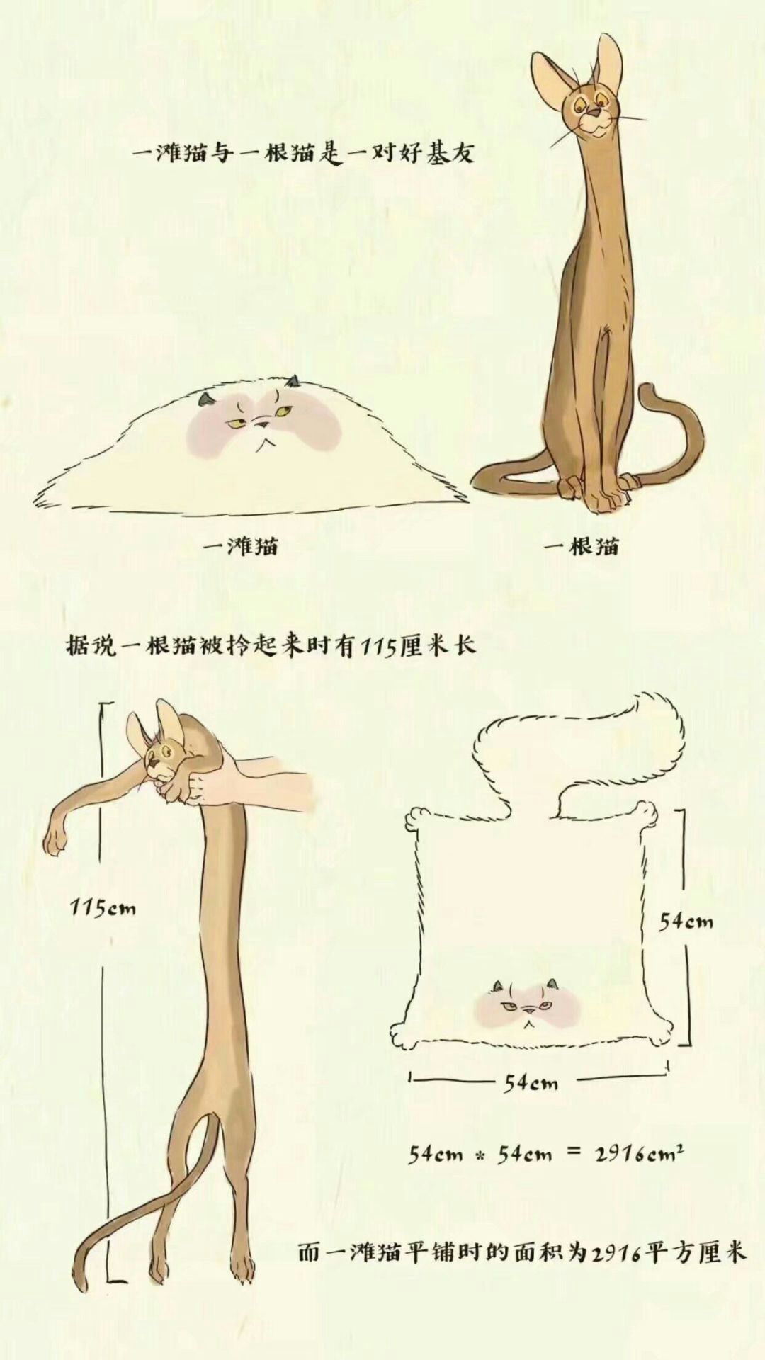 一根猫与一摊猫的故事_图2