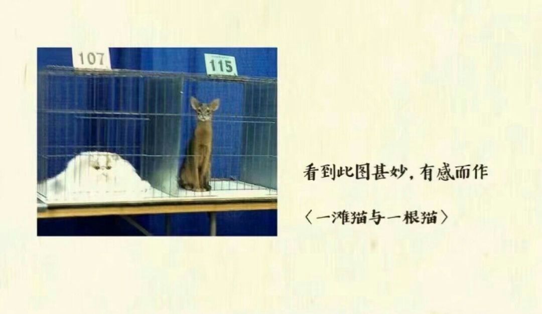 一根猫与一摊猫的故事_图1