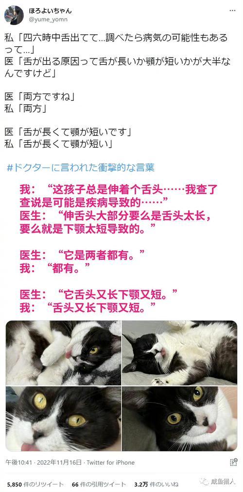 猫猫看病轶事_图3