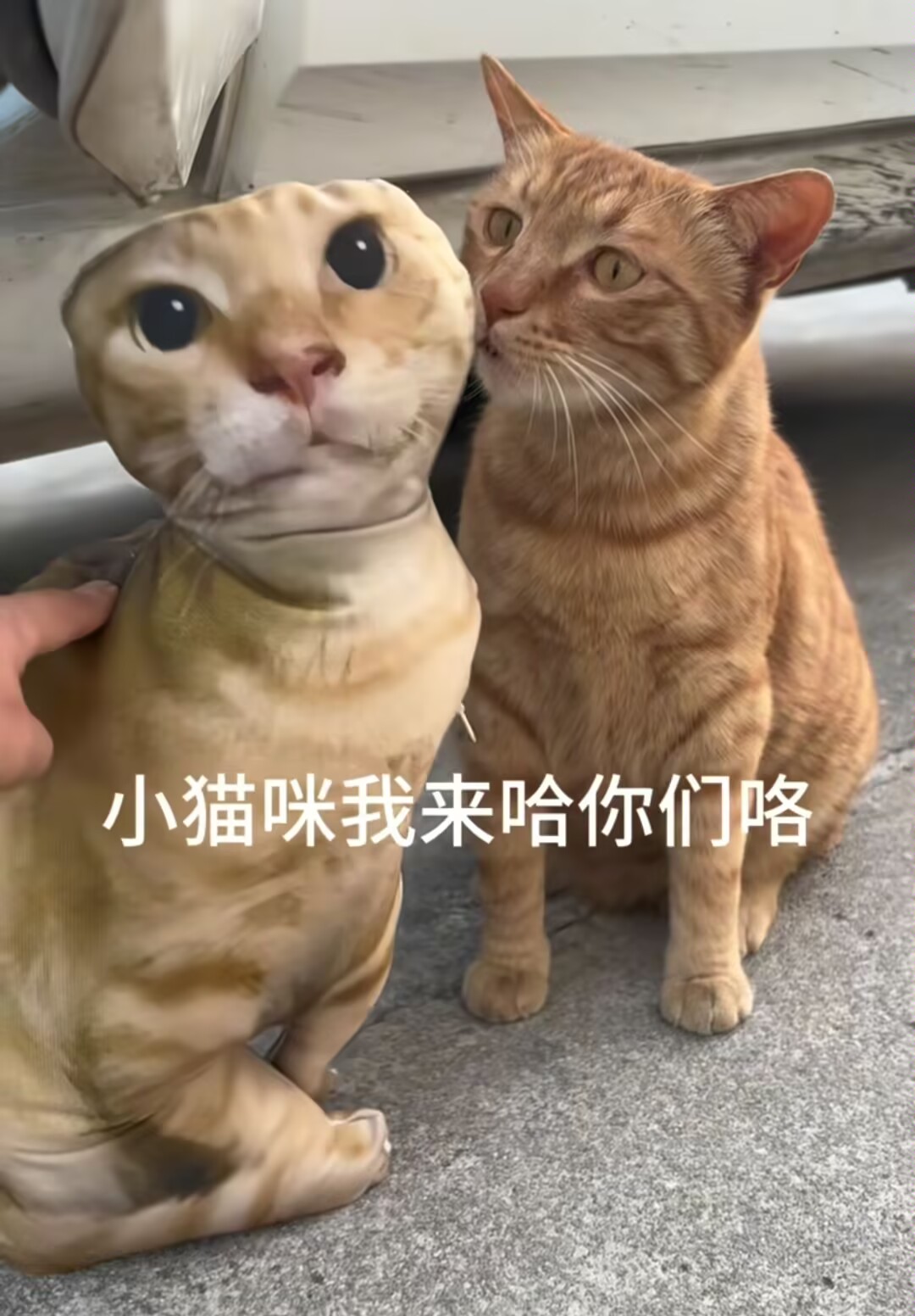 弦鱼（三）:致爱丽丝（BB.已哈尽气）_图3