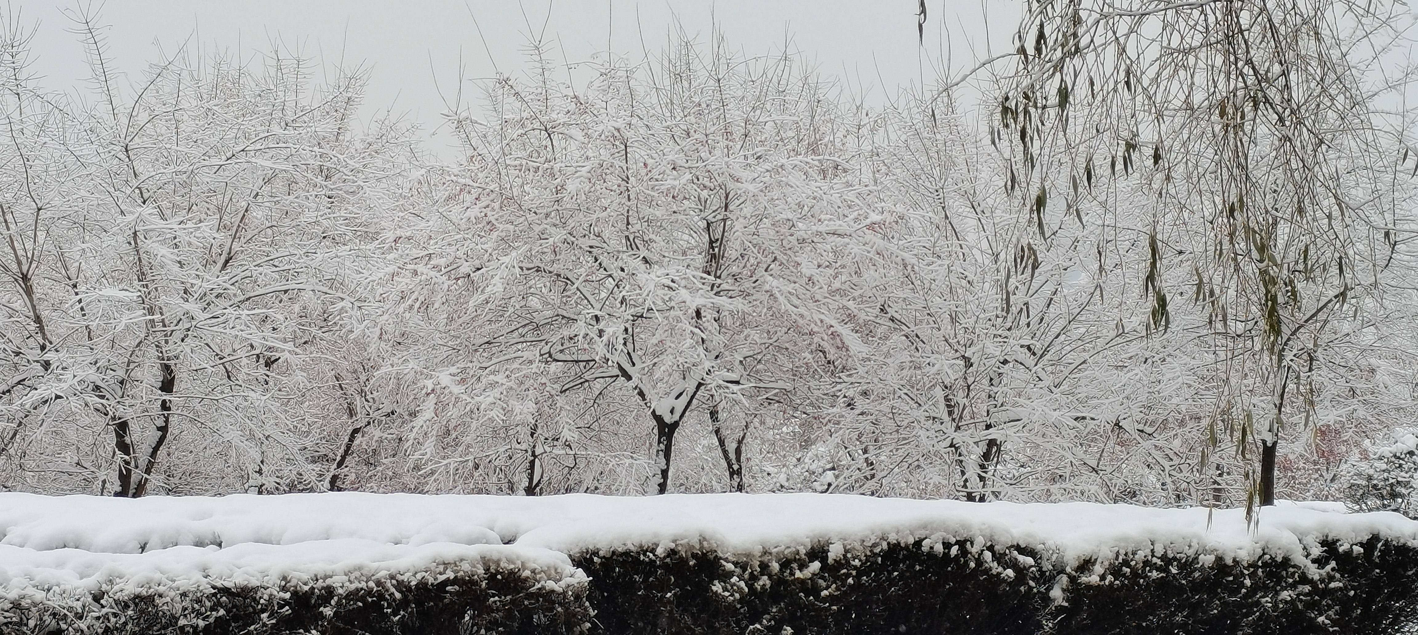 积雪浮云端_图1