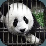 Can You Escape - Baby Panda