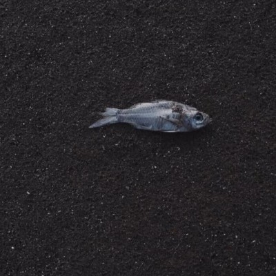 昨迟人