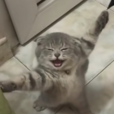 猫鱼?