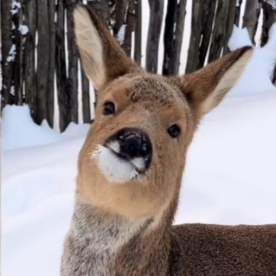 歪嘴仙狍