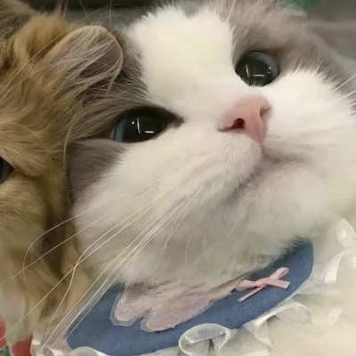 得瑟的杠精qk5