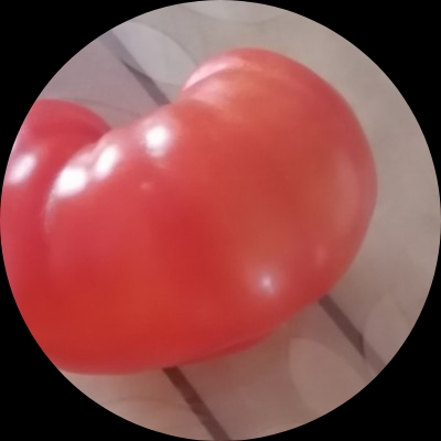 Tomato