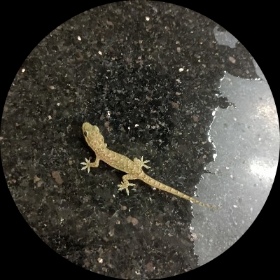 骨灰级玩家