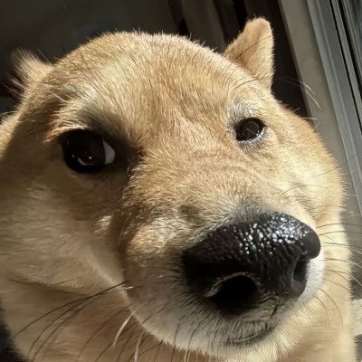 泥克狐尼赫