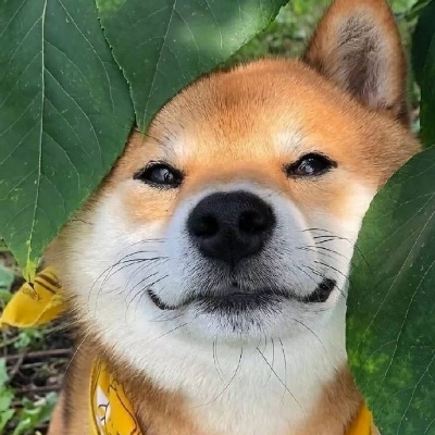 蓝桉