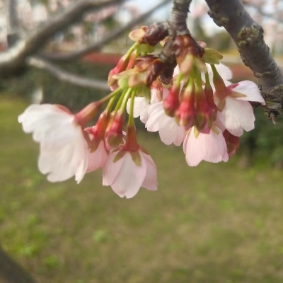 秋枫