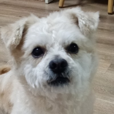鼠
