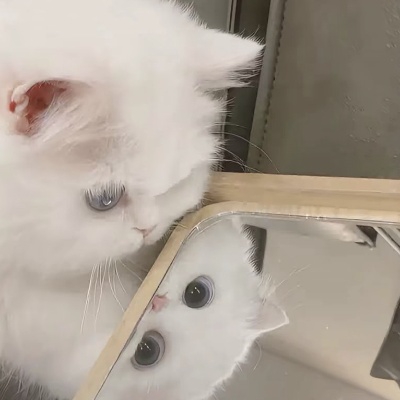 肆号猫巷