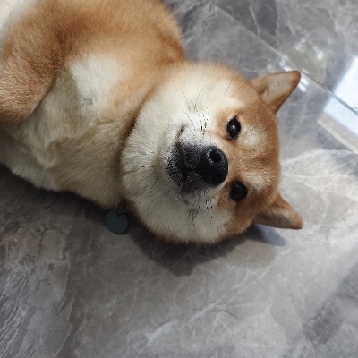 你老味打路比