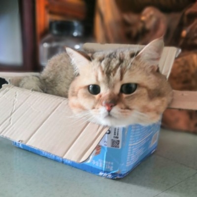 小猫陌默缇