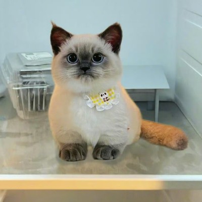 藝術家