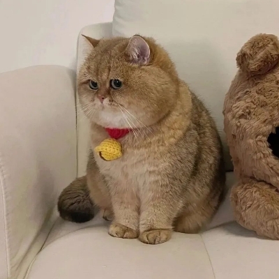 一筐猪