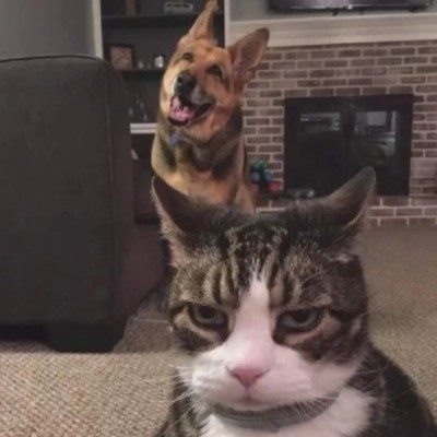 奉目的猪