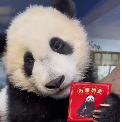 顾茗