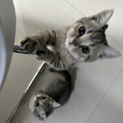 大西瓜?
