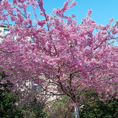 虫牌铁花水狂血