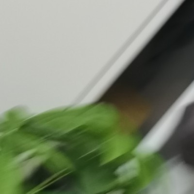 洞弭苦禾