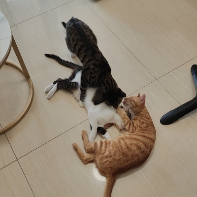内鬼互坑时