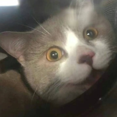 炸毛炸死了