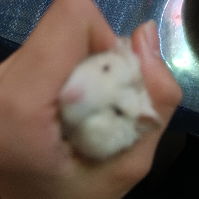佑安