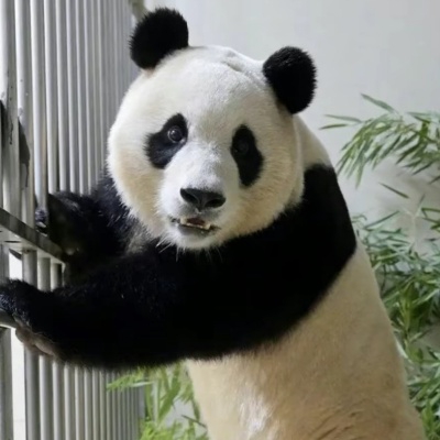 社恐的熊猫