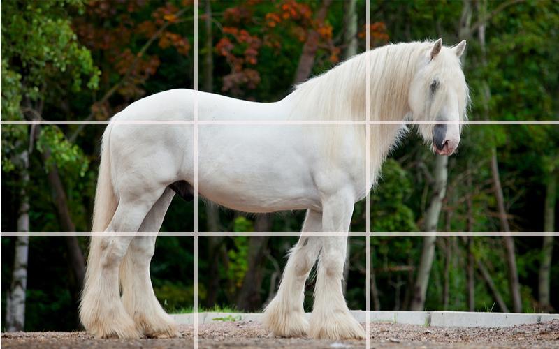 Puzzle - Beautiful Horses_截图_2