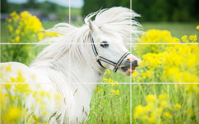 Puzzle - Beautiful Horses_游戏简介_图3