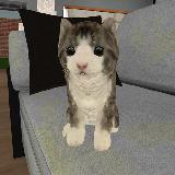 Kitty Cat Simulator