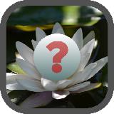 Guess The Flowers Name Guess The Flowers Name