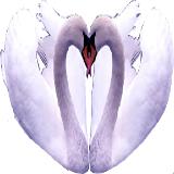 Swans Swans