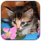 Tile Puzzles · Kittens