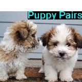 Puppy Pairs