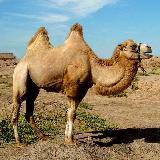 骆驼拼图