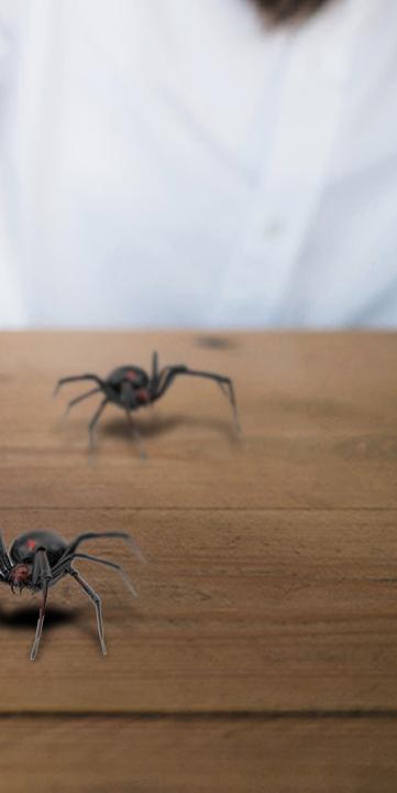 Black Spider - protect your nest_截图_4