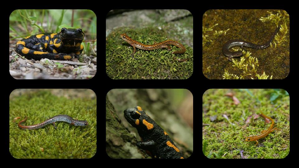 Salamander Jigsaw Puzzles
