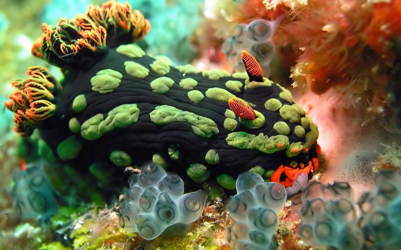 marine life tile puzzle