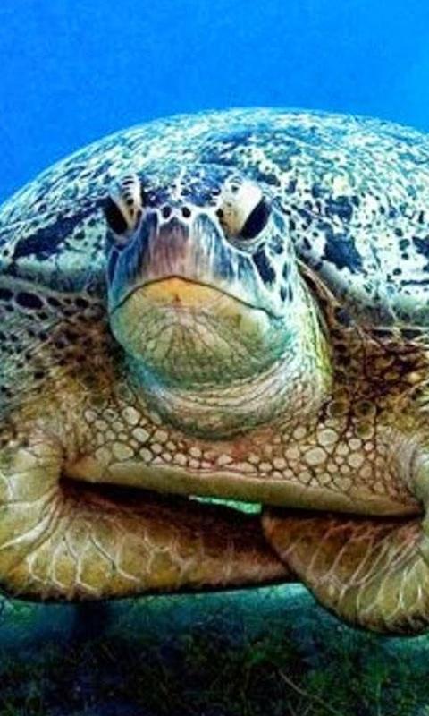 海龟拼图