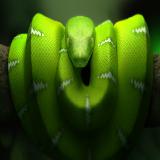 蛇 - 免费经典游戏