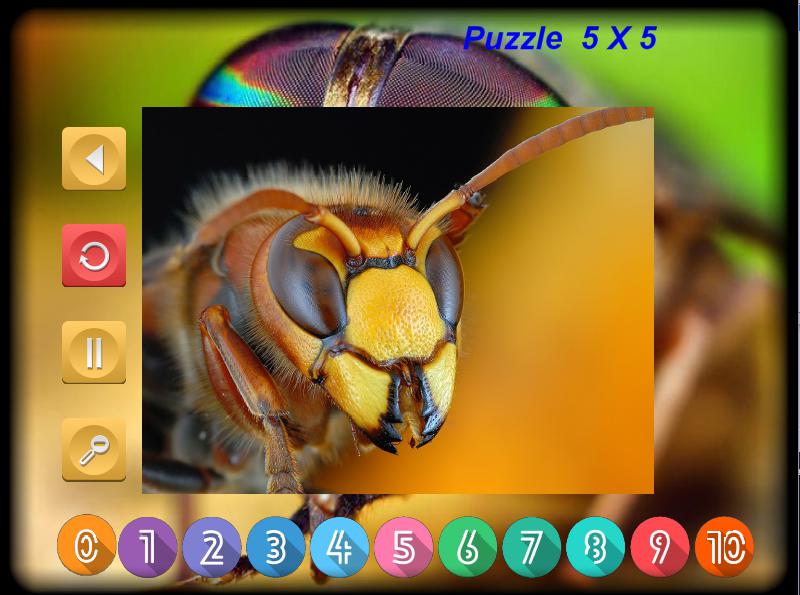 Puzzle Slider Macro Insects_游戏简介_图2