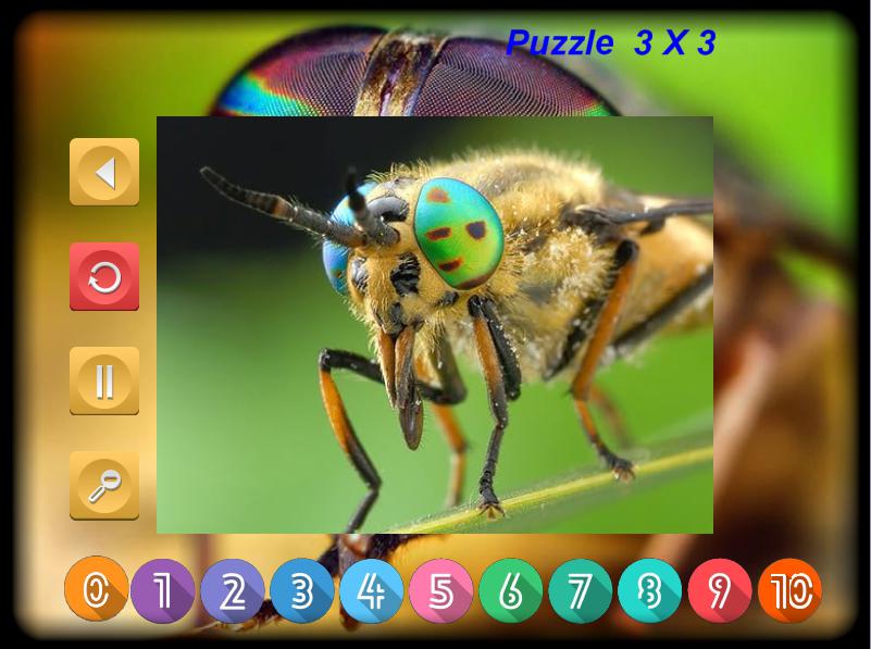Puzzle Slider Macro Insects_游戏简介_图4