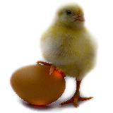 NassT - hatch the egg
