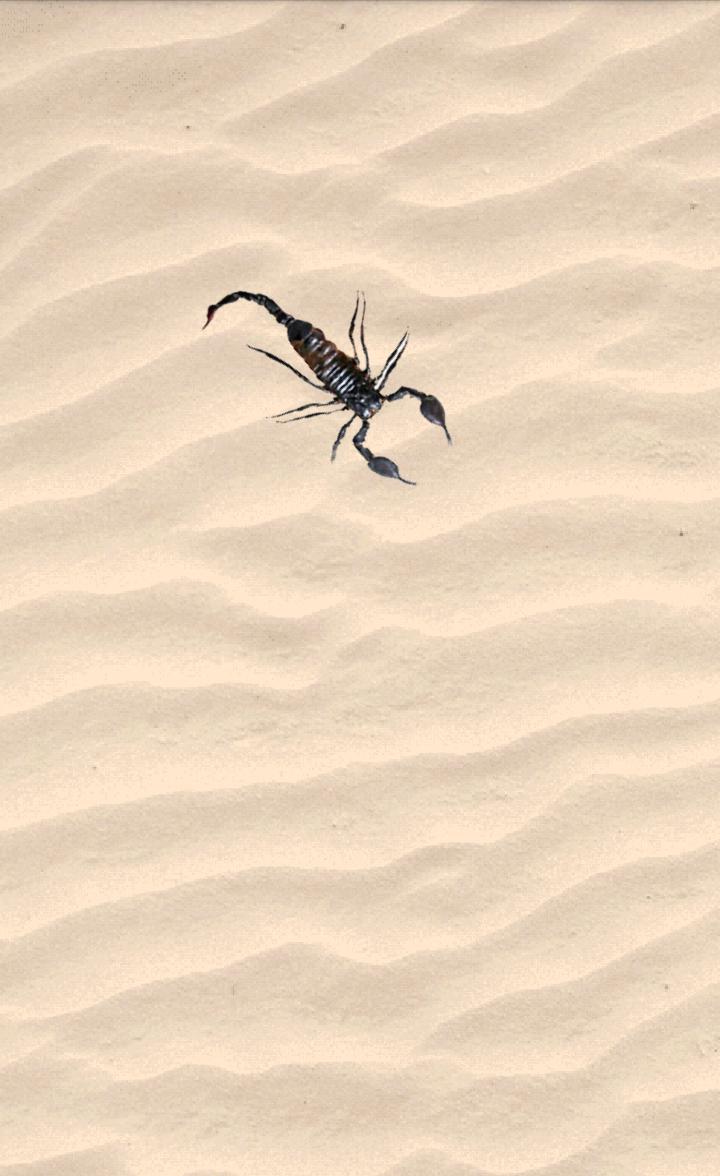 Scorpion_截图_4
