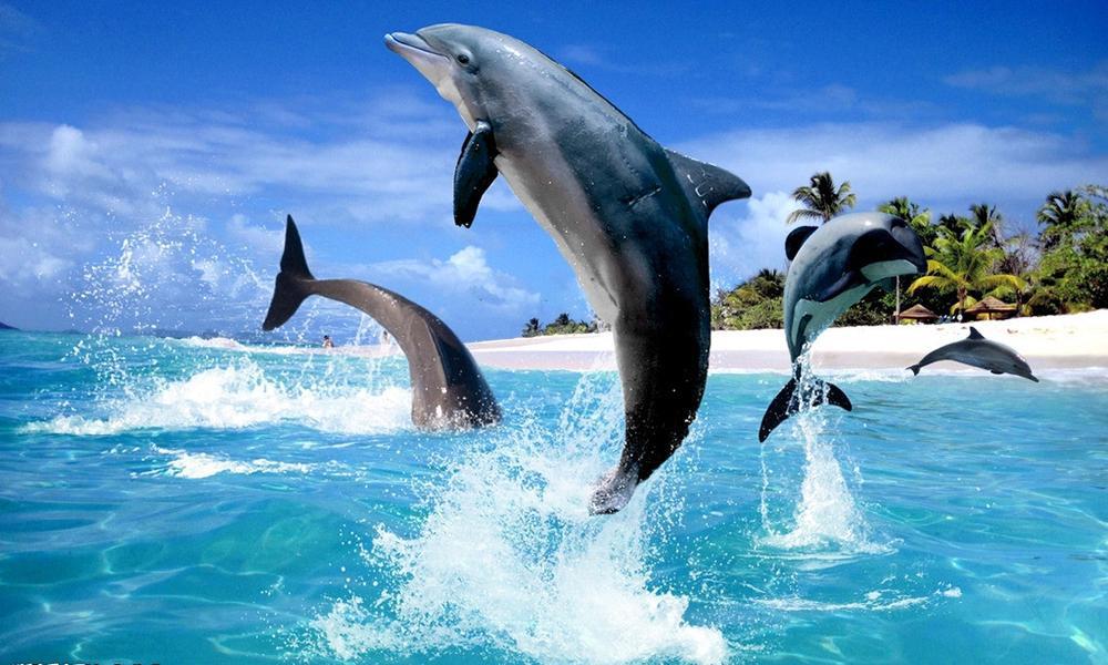 Ocean blue dolphins puzzle