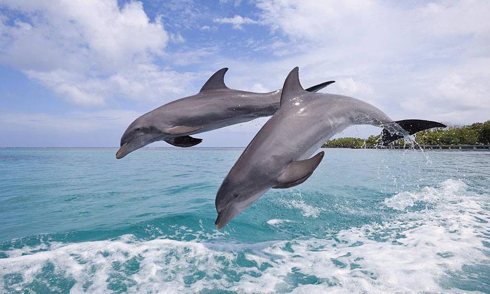 Ocean blue dolphins puzzle_游戏简介_图2
